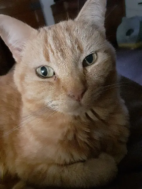 Chat Perdu 54 Meurthe-et-Moselle - Manou-/-doudou Chat Perdu 54 Meurthe-et-Moselle - Manou-/-doudou