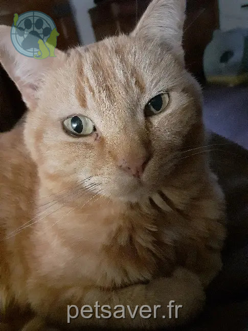 Chat Perdu 54 Meurthe-et-Moselle - Manou-/-doudou Chat Perdu 54 Meurthe-et-Moselle - Manou-/-doudou