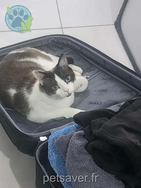 Chat Perdu 54 Meurthe-et-Moselle - Marou Chat Perdu 54 Meurthe-et-Moselle - Marou