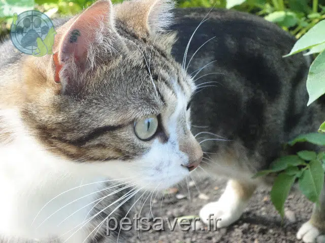 chat lost   54200 Toul Michka