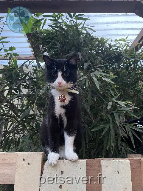 gatto lost   54350 Mont-Saint-Martin Miro