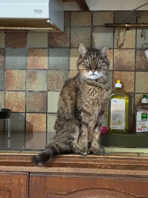 chat lost   54230 Neuves-Maisons Mitsou