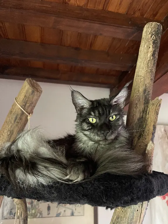 Chat Perdu 54 Meurthe-et-Moselle - Moka Chat Perdu 54 Meurthe-et-Moselle - Moka
