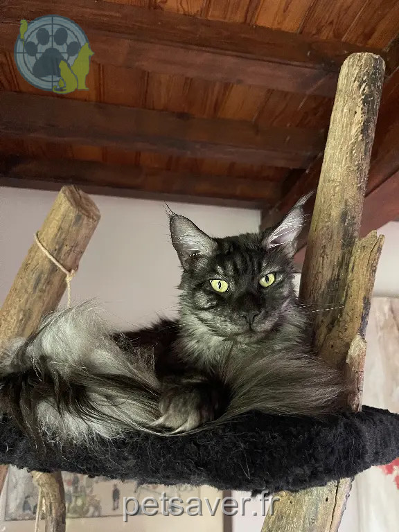 Chat Perdu 54 Meurthe-et-Moselle - Moka Chat Perdu 54 Meurthe-et-Moselle - Moka
