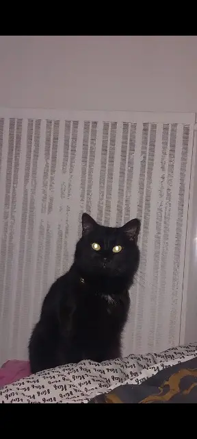 chat lost   54200 Toul Mosko