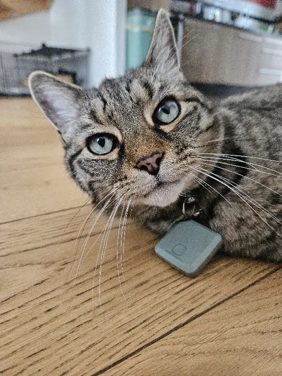 Chat Perdu 54 Meurthe-et-Moselle - Moustique Chat Perdu 54 Meurthe-et-Moselle - Moustique