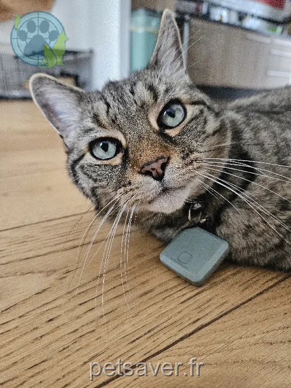 Chat Perdu 54 Meurthe-et-Moselle - Moustique Chat Perdu 54 Meurthe-et-Moselle - Moustique