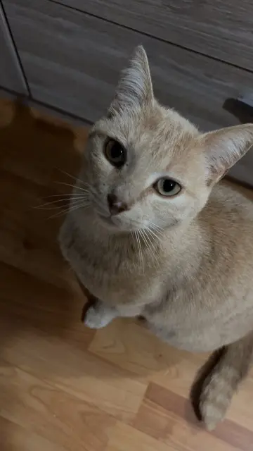 chat lost   54360 Einvaux Moustique