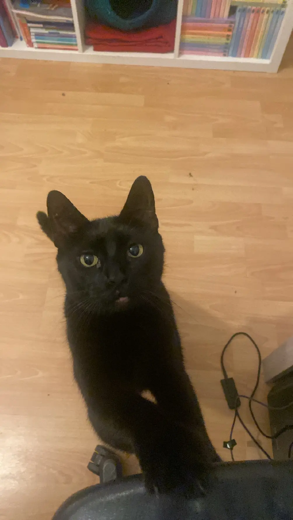 Chat Perdu 54 Meurthe-et-Moselle Nancy - Bobo Chat Perdu 54 Meurthe-et-Moselle Nancy - Bobo