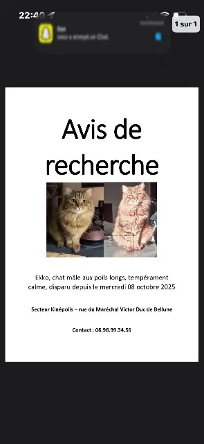 chat lost    Nancy Ekko