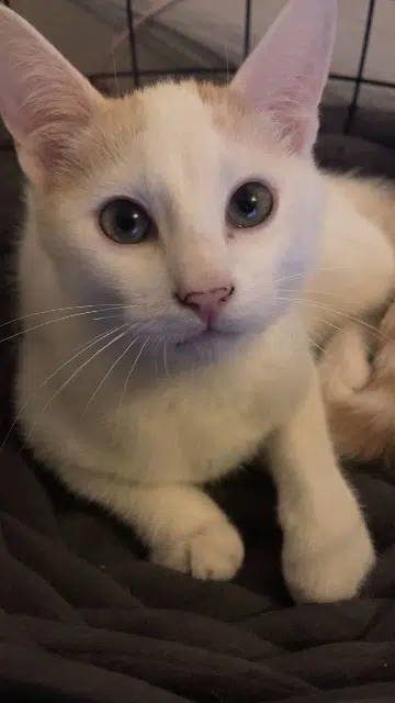 chat lost    Nancy Fantôme