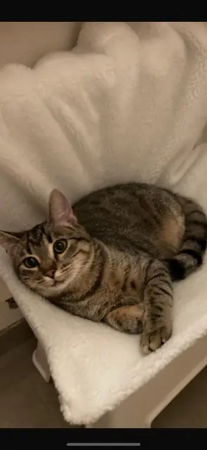 chat lost    Nancy Guimauve