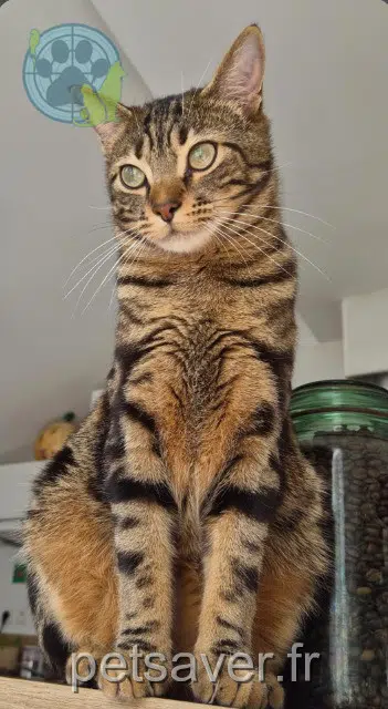chat lost   54100 Nancy Hercule