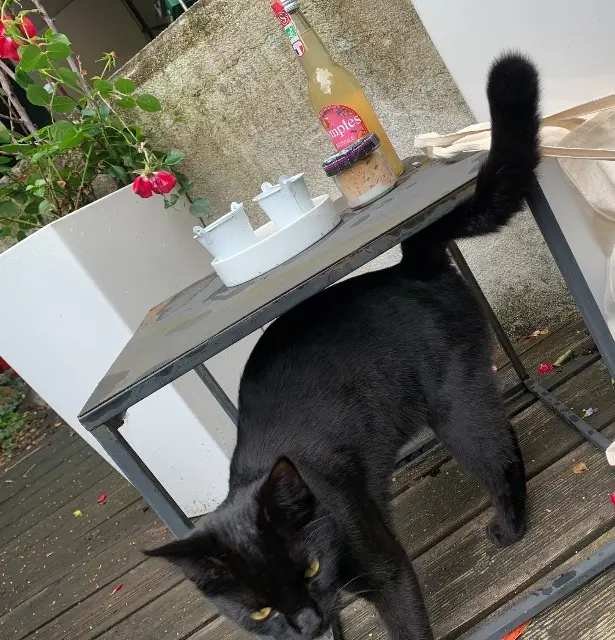 chat lost    Nancy Hugo