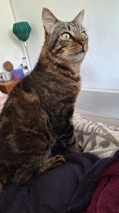 Chat Perdu 54 Meurthe-et-Moselle Nancy - Jerry Chat Perdu 54 Meurthe-et-Moselle Nancy - Jerry