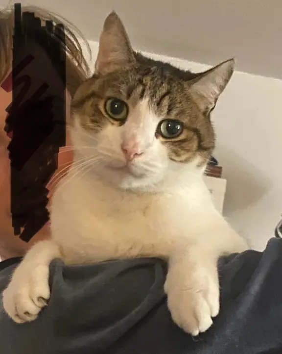 Chat Perdu 54 Meurthe-et-Moselle Nancy - Macaron Chat Perdu 54 Meurthe-et-Moselle Nancy - Macaron