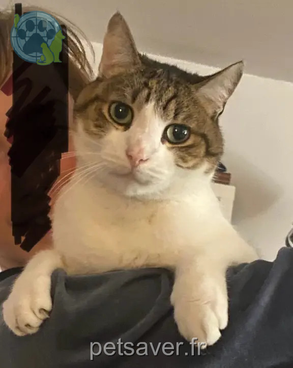 Chat Perdu 54 Meurthe-et-Moselle Nancy - Macaron Chat Perdu 54 Meurthe-et-Moselle Nancy - Macaron