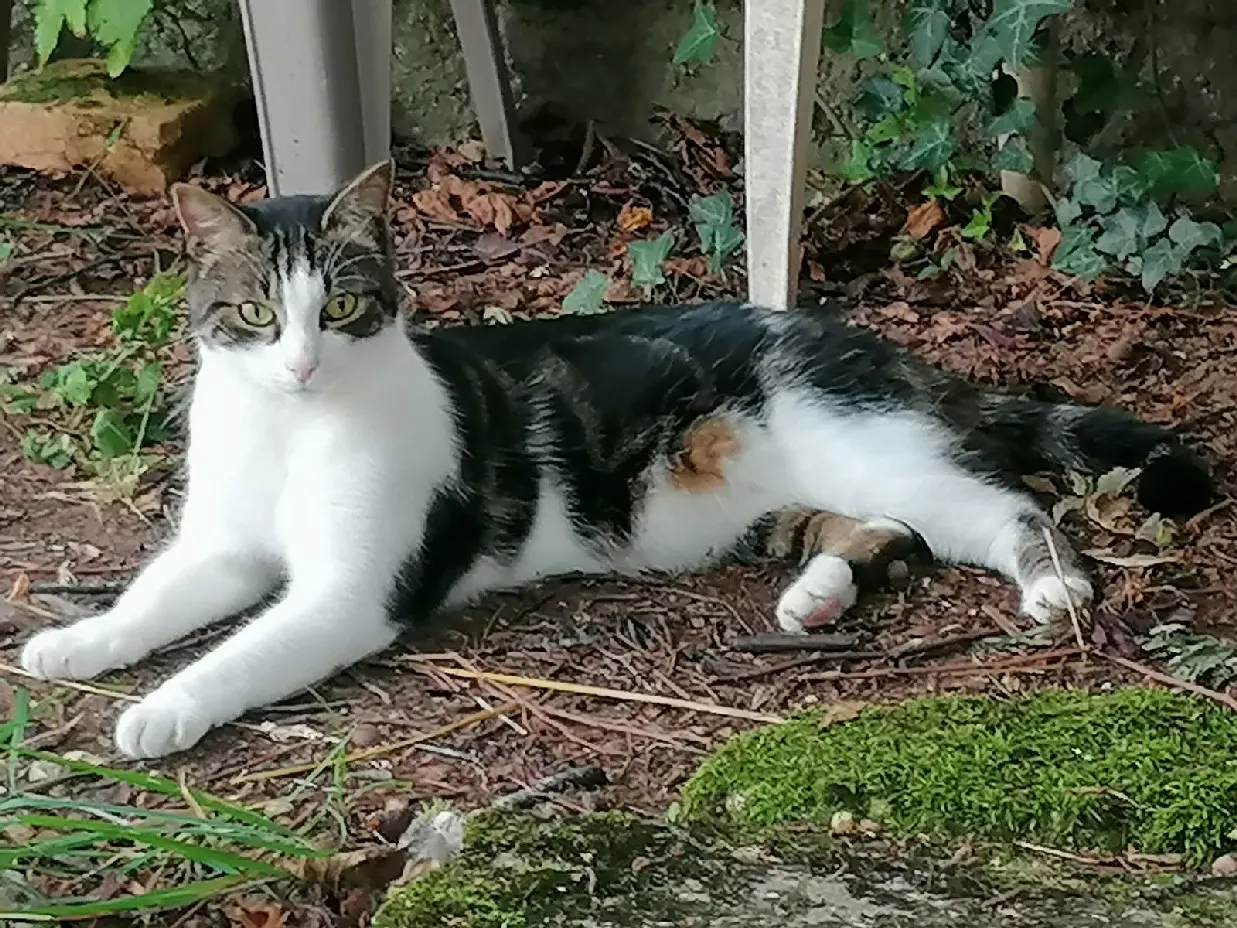 Chat Perdu 54 Meurthe-et-Moselle Nancy - Mallow Chat Perdu 54 Meurthe-et-Moselle Nancy - Mallow