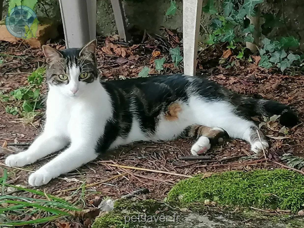 Chat Perdu 54 Meurthe-et-Moselle Nancy - Mallow Chat Perdu 54 Meurthe-et-Moselle Nancy - Mallow