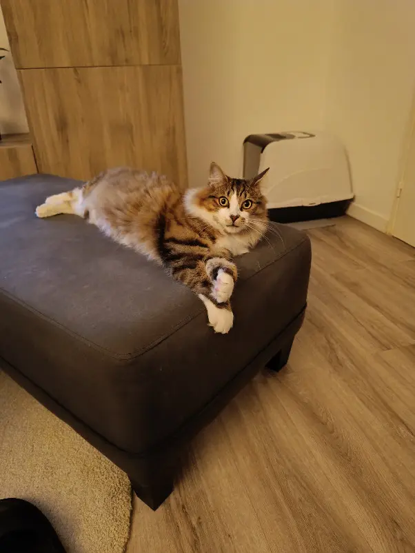 Chat Perdu 54 Meurthe-et-Moselle Nancy - Mallow Chat Perdu 54 Meurthe-et-Moselle Nancy - Mallow