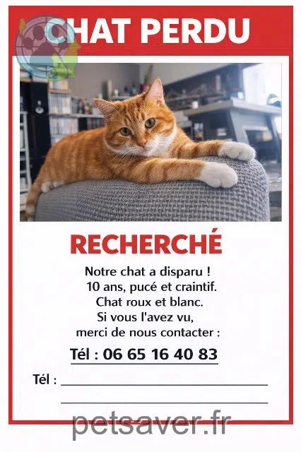 chat lost   54100 Nancy Marley