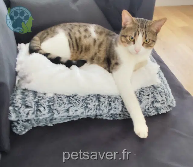 chat lost   54100 Nancy Patoune