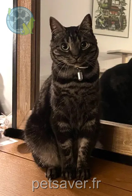 Kater vermisst Nancy Popcorn Kater lost Nancy Popcorn