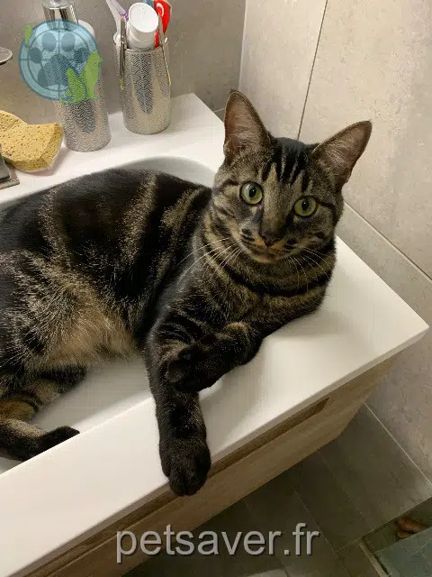cat lost   54100 Nancy Rocket