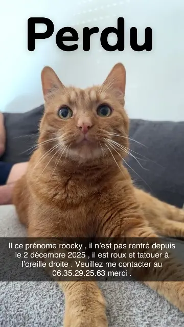 chat lost    Nancy Roocky