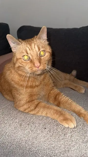 chat lost    Nancy Roocky