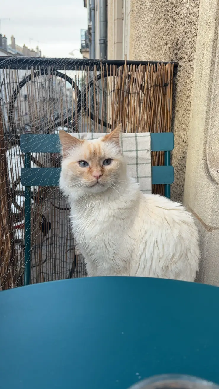 Chat Perdu 54 Meurthe-et-Moselle Nancy - Socrate Chat Perdu 54 Meurthe-et-Moselle Nancy - Socrate