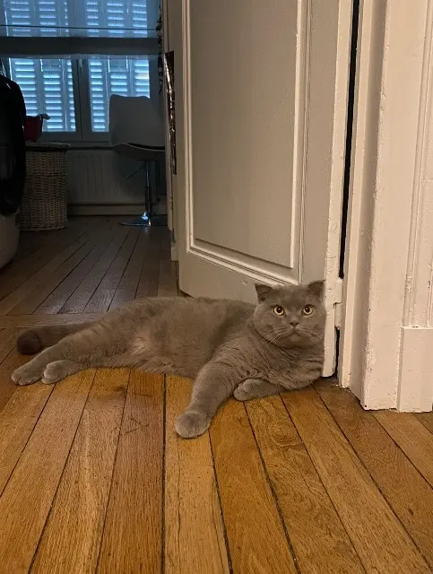 chat lost    Nancy Stanislas