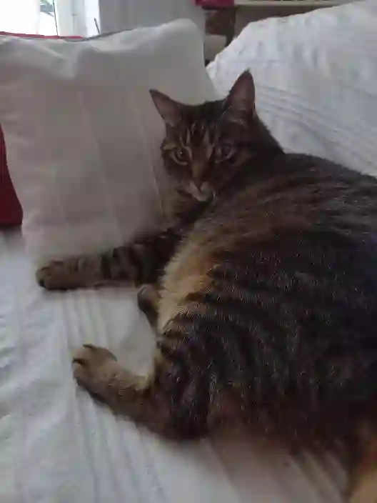 Chat Perdu 54 Meurthe-et-Moselle Nancy Chat Perdu 54 Meurthe-et-Moselle Nancy