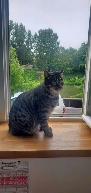 chat lost   54220 Malzéville Napoléon