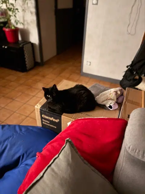 chat lost   54280 Seichamps Newbie