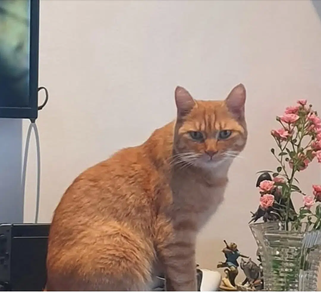 chat lost   54140 Jarville-la-Malgrange Obsy