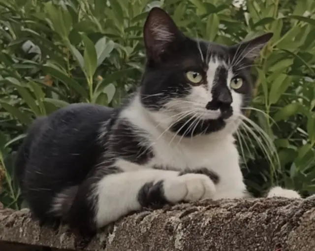 chat lost   54270 Essey-lès-Nancy Pacha
