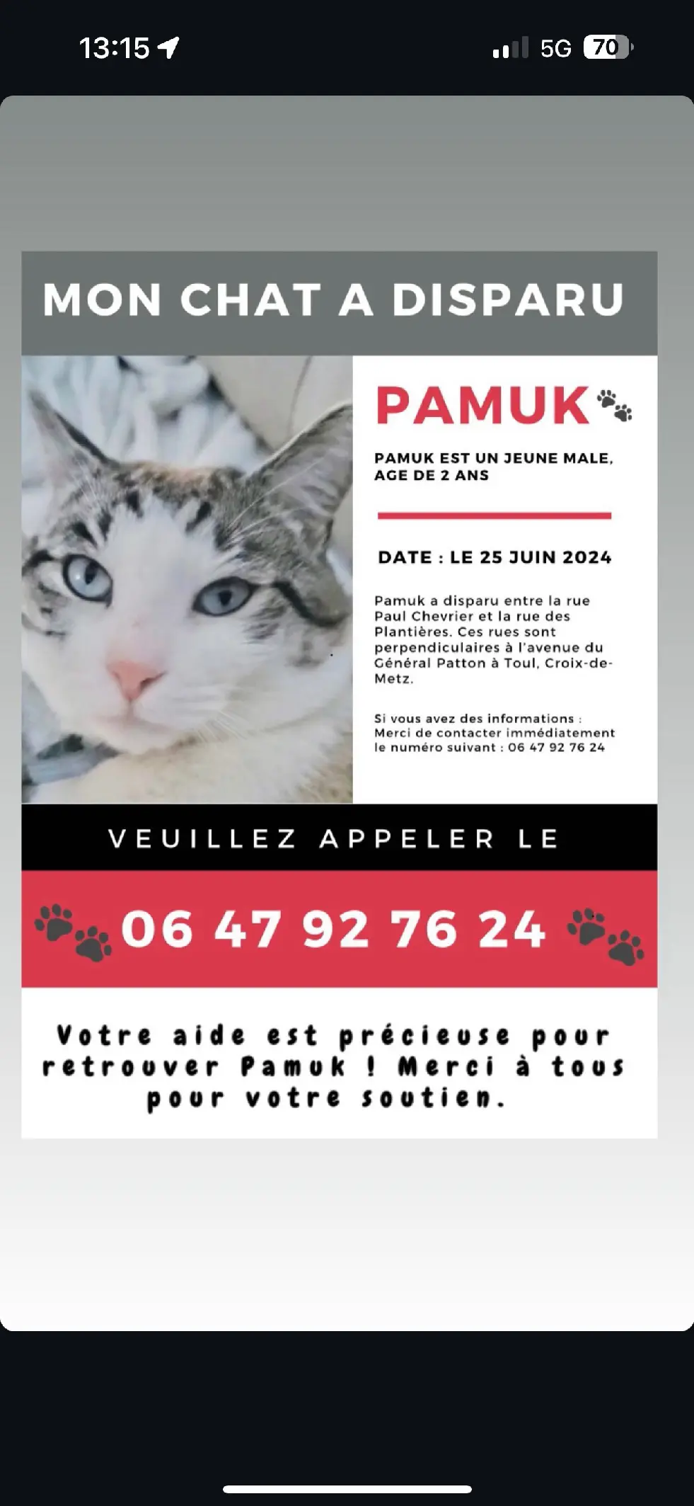 Chat Perdu 54 Meurthe-et-Moselle - Pamuk Chat Perdu 54 Meurthe-et-Moselle - Pamuk