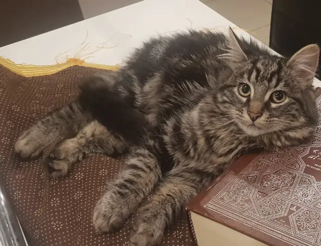 chat lost   54350 Mont-Saint-Martin Pasha