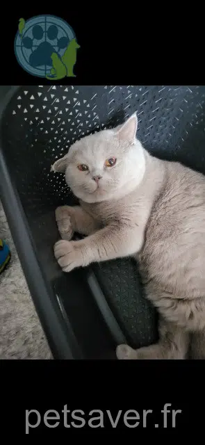 gatto lost   54350 Mont-Saint-Martin Pepito