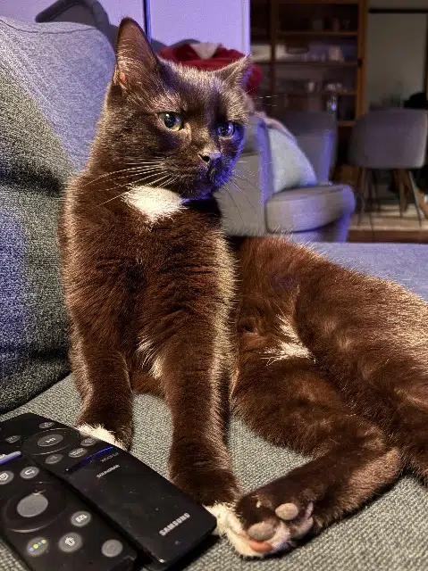 gato perdido 54410 Laneuveville-devant-Nancy Pichu gato lost 54410 Laneuveville-devant-Nancy Pichu