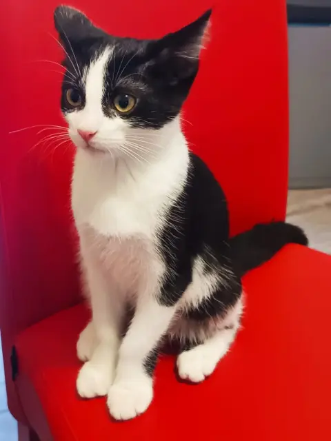 chat lost   54510 Tomblaine Pillix