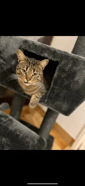 chat lost   54500 Vandœuvre-lès-Nancy Pipas