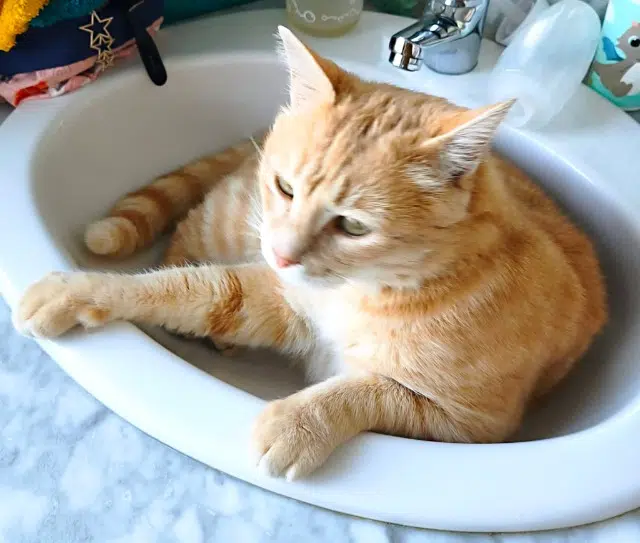 chat lost   54610 Clémery Popcorn