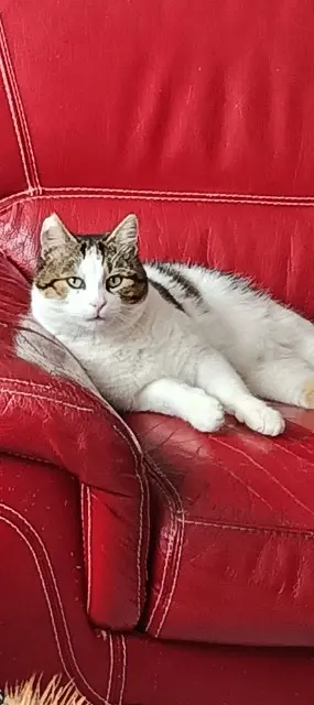 chat lost   54210 Saint-Nicolas-de-Port Popeye