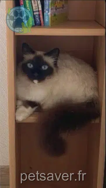 chat lost   54140 Jarville-la-Malgrange Ramses