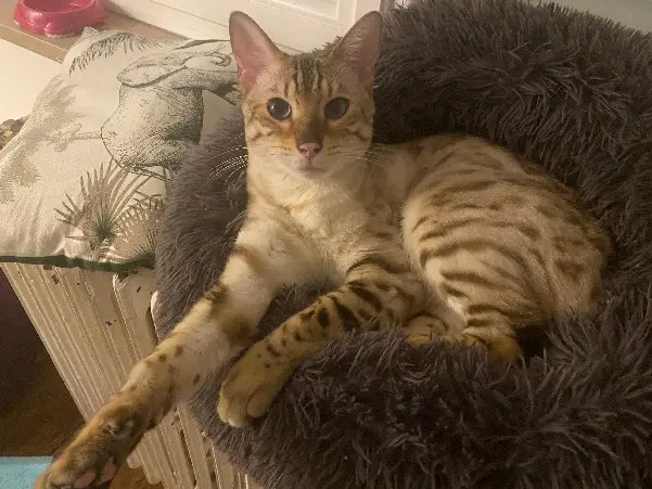 Chat Perdu 54 Meurthe-et-Moselle - Redbull Chat Perdu 54 Meurthe-et-Moselle - Redbull