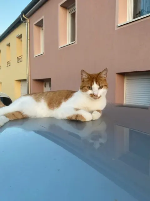 chat lost   54390 Frouard Ronald