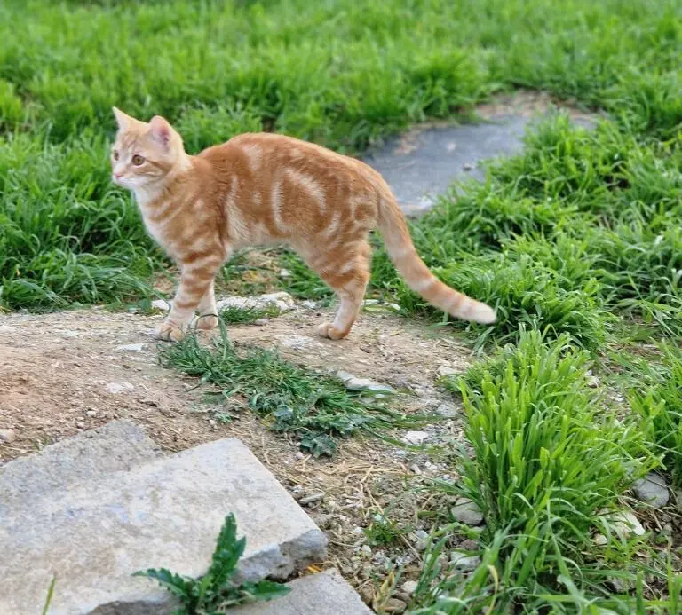 Chat Perdu 54 Meurthe-et-Moselle - Rouky Chat Perdu 54 Meurthe-et-Moselle - Rouky
