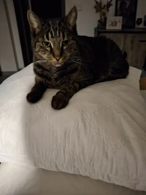 chat lost   54280 Laneuvelotte Shadow